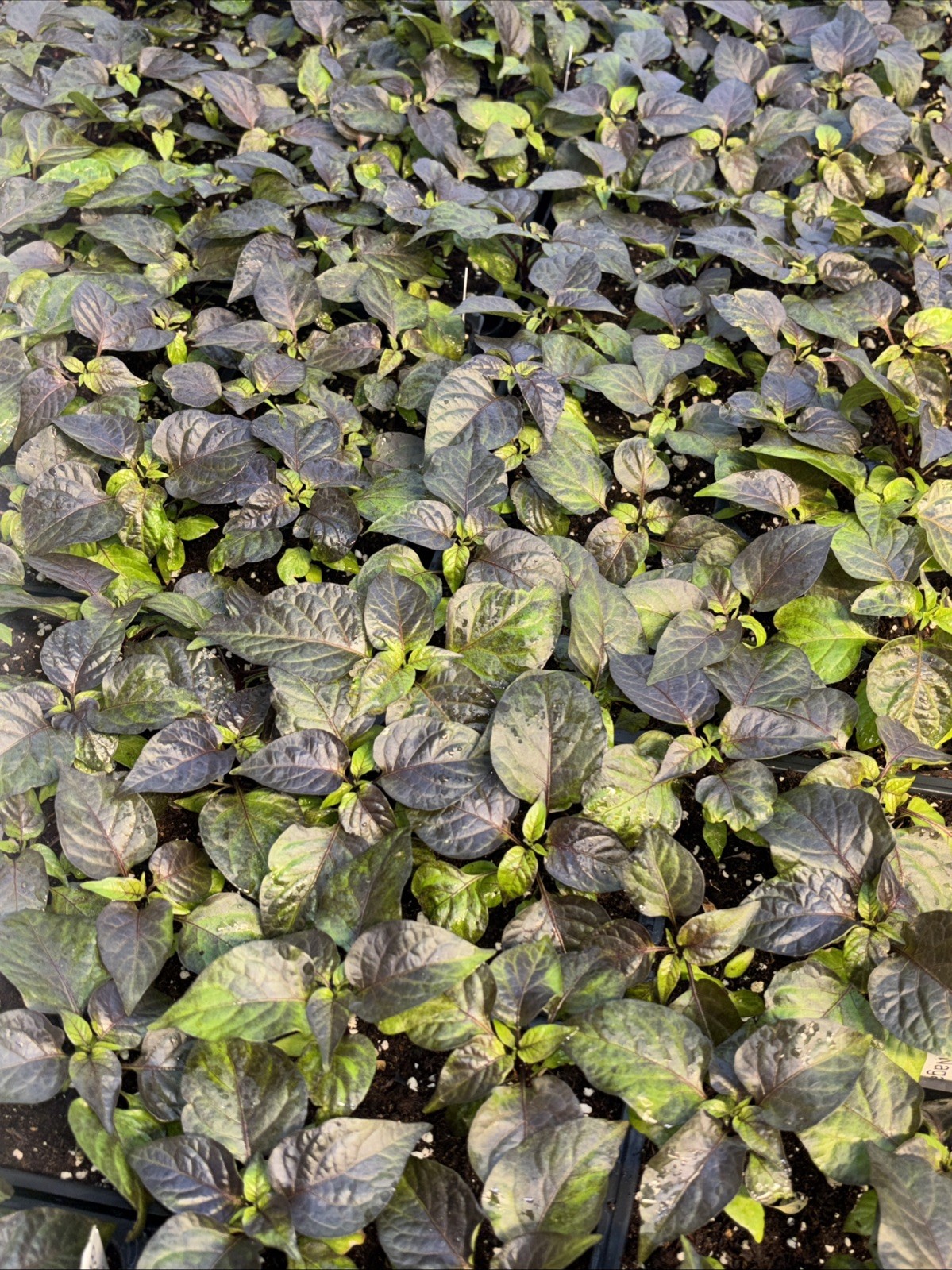 Lot of 3 (75+ DAYS OLD) BLACK NAGA TWISTER Super Hot Pepper LIVE PLANTS