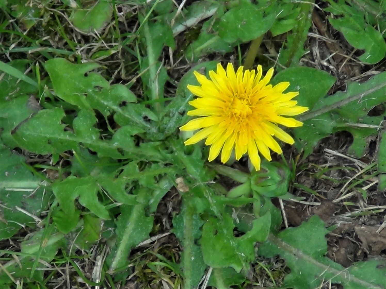 Dandelion Seeds (Taraxacum officinale), organic