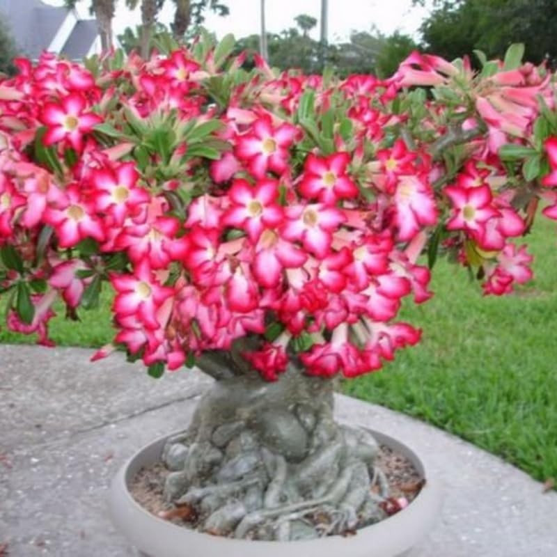 2 Red Desert Rose Live Plants 3-6 Inch Tall, Adenium Tropical Succulent