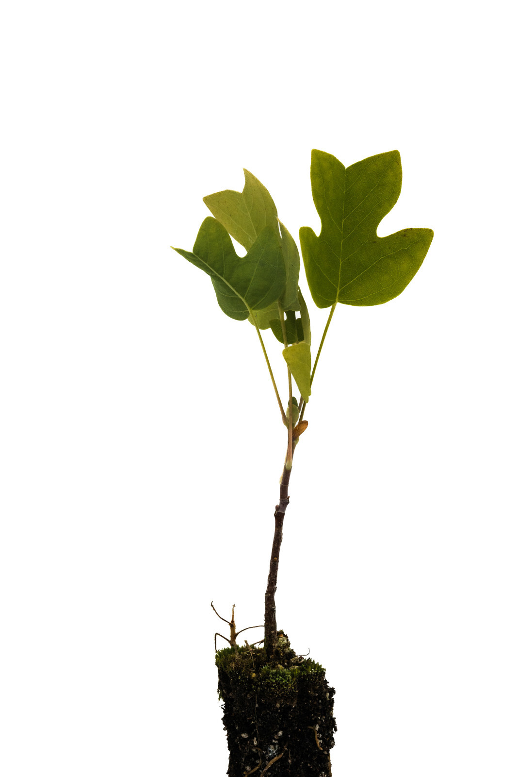 Tulip Poplar | Small Tree Seedling | The Jonsteen Company