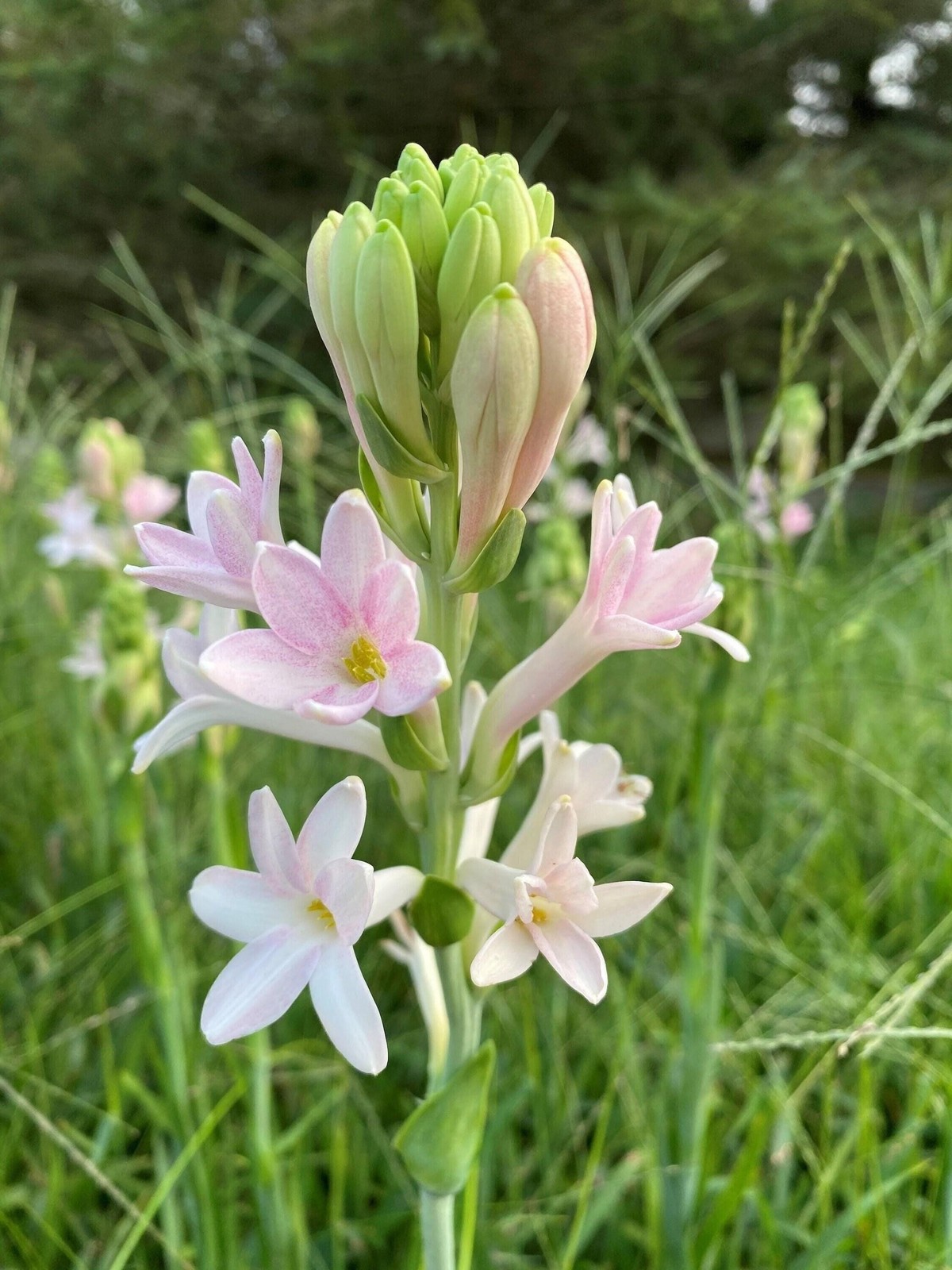 2 “Sensation” Single Polianthes Tuberose Bulbs – Top Size – US Seller