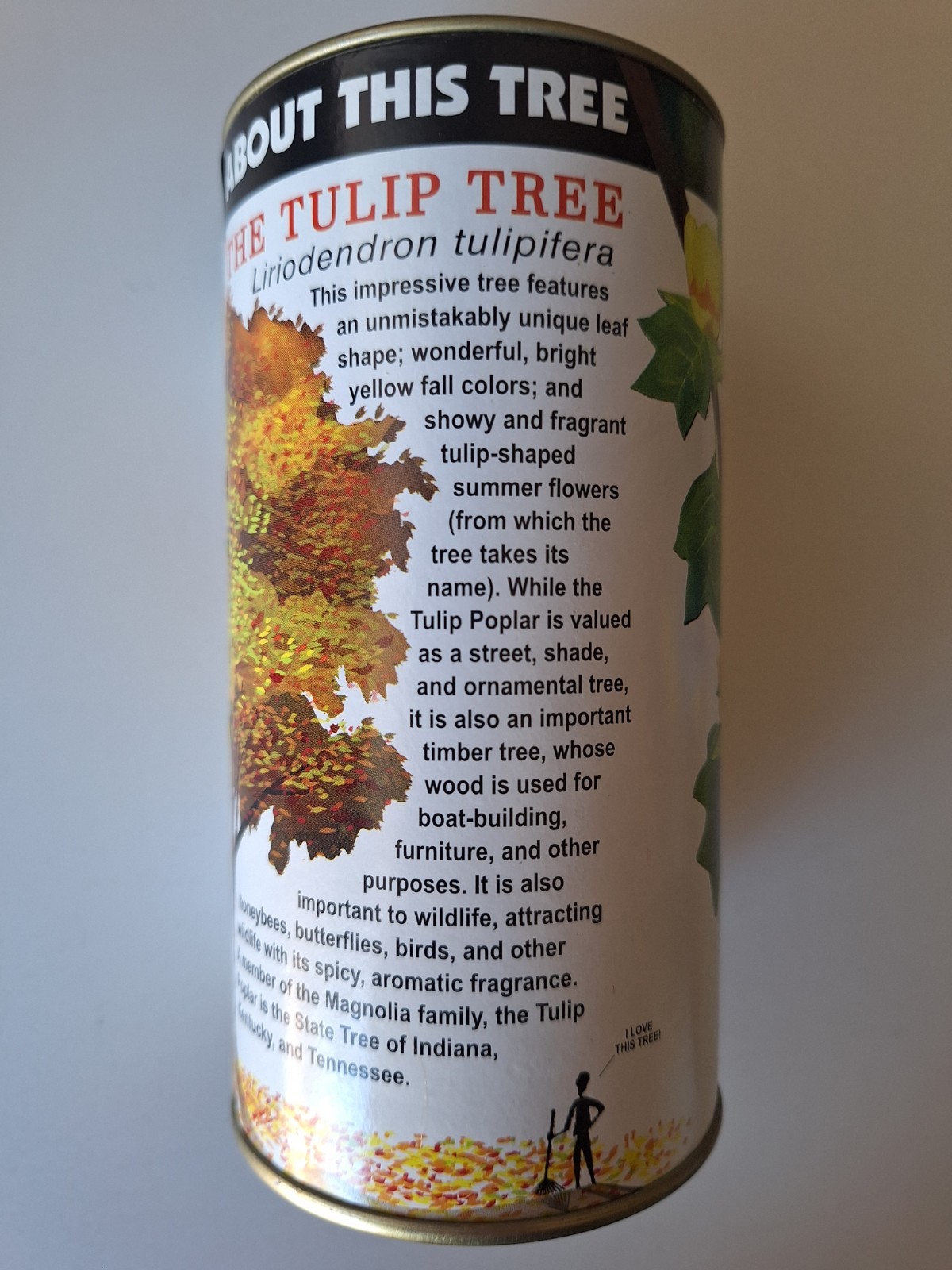 Tulip Poplar | Tree Seed Grow Kit | The Jonsteen Company