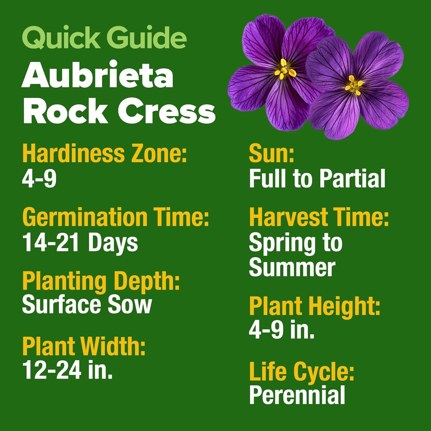 Aubrieta Rock Cress Purple, Flowering Ground Cover Seed Pack, Non GMO Perennial
