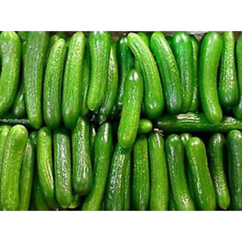 SCARBOROUGH SEEDS Persian / Lebanese Cucumber (Beit Alpha) 50 Seeds, Non-GMO USA