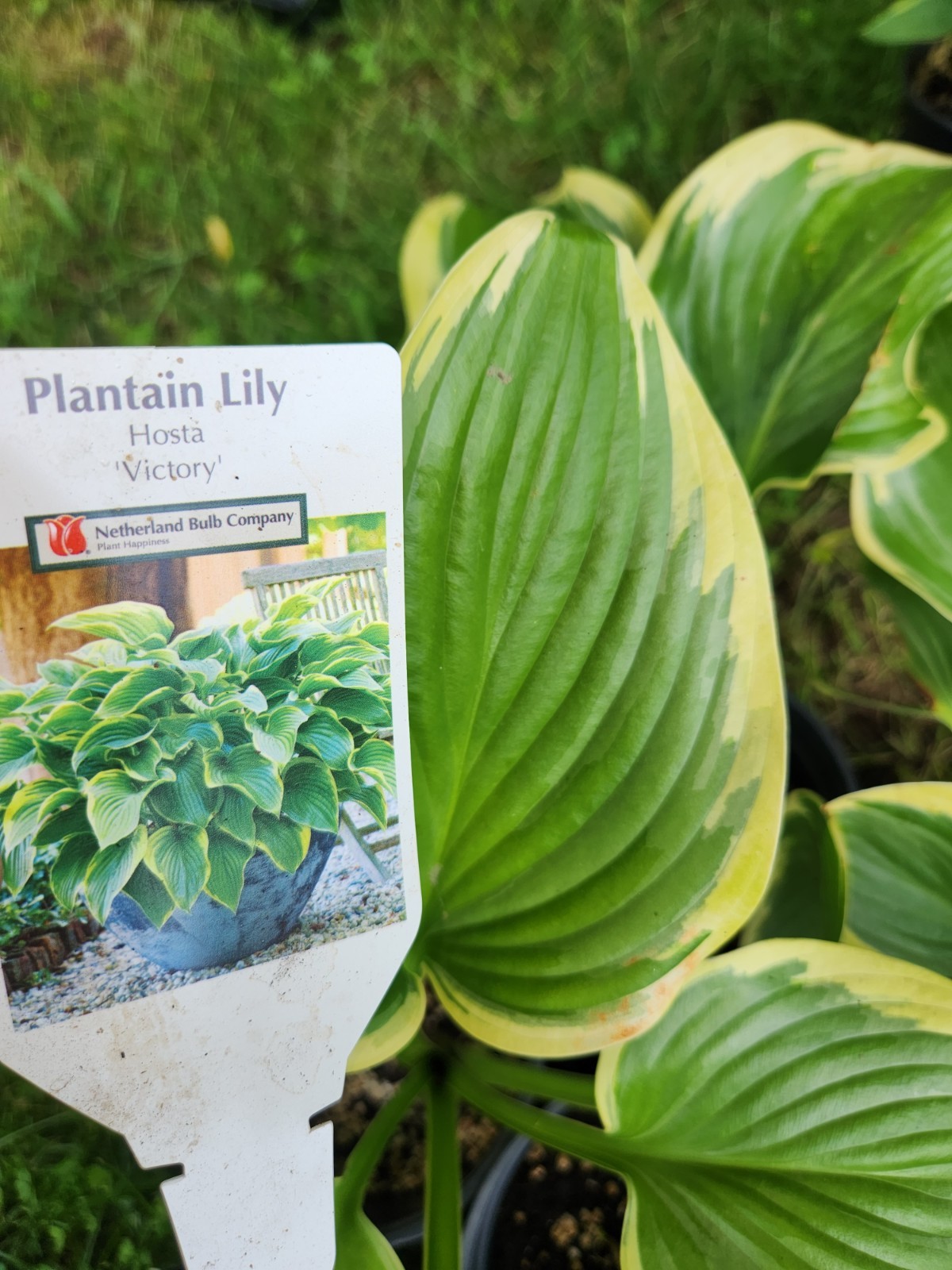 HOSTAS – Several Varieties, Healthy Live Plants, Bare Root, Large & Extra Large