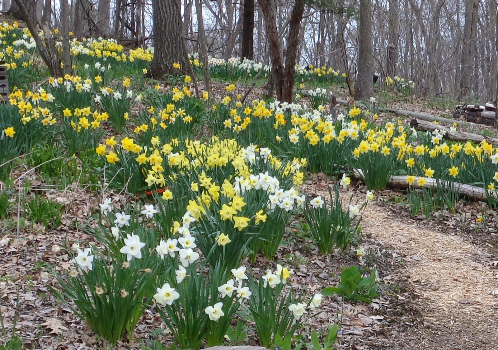 500 fresh DAFFODIL SEEDS Narcissus Jonquils PLANT in SUMMER or FALL *PlsREAD*