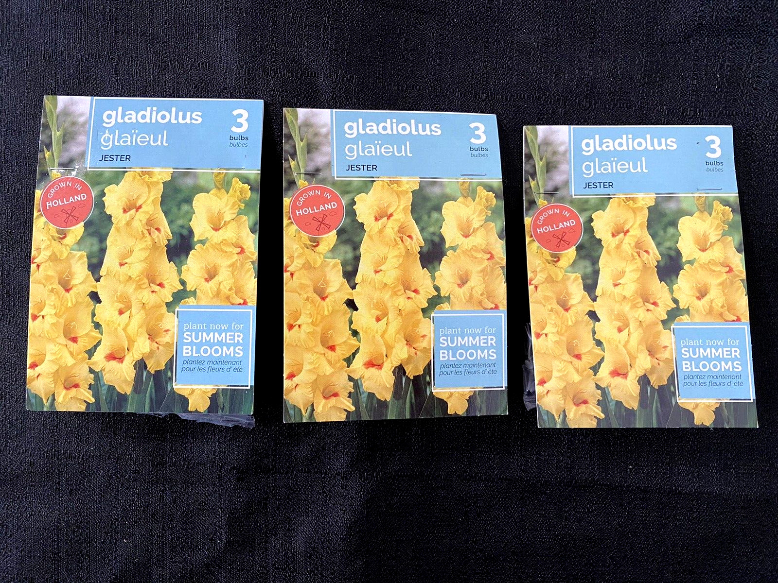 Lot of 3 Packs of Holland Jester Yellow Gladiolus Bulbs (3 bulbs each)