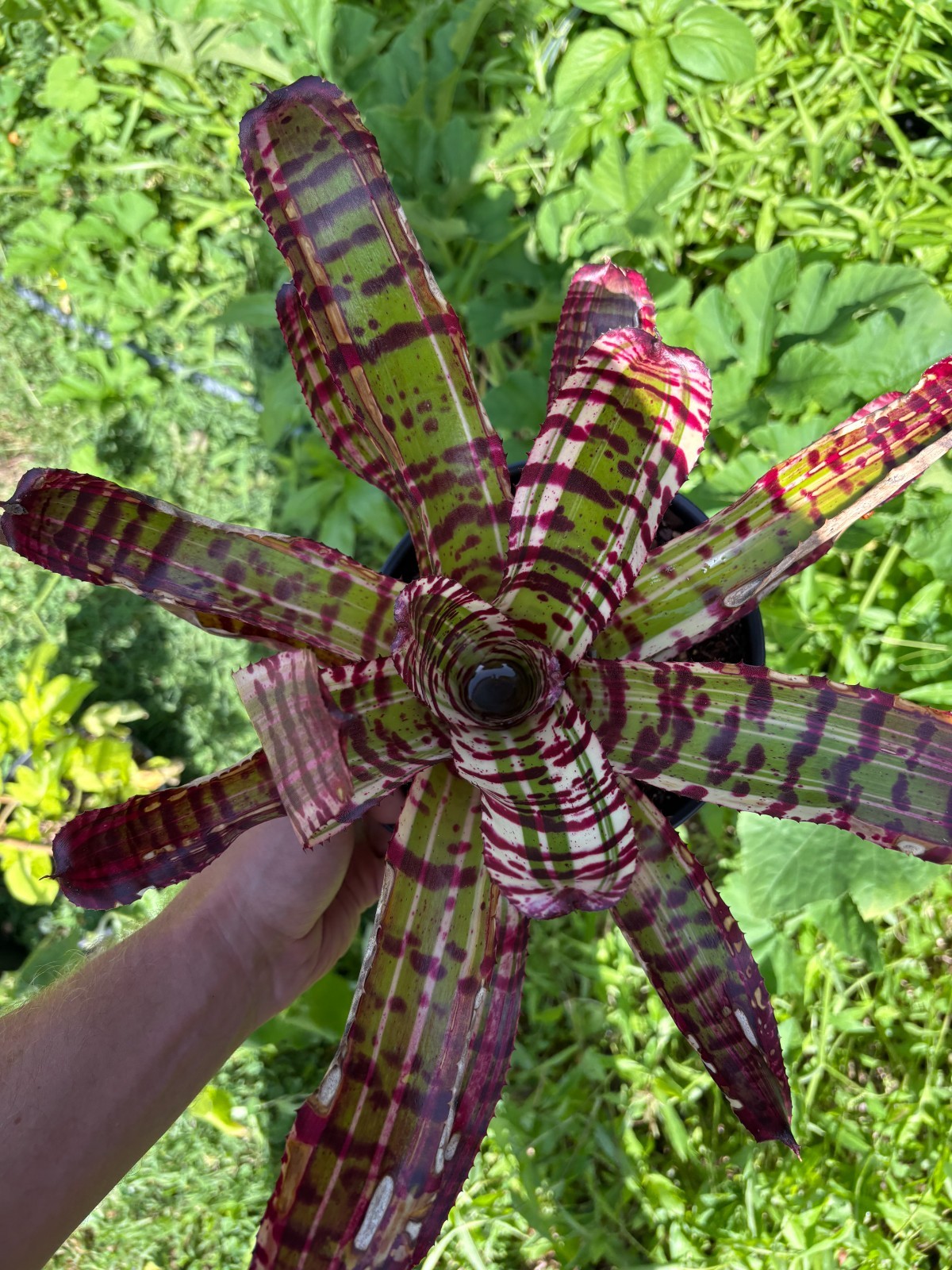Neoregelia ‘Dangerous Bullet ’ Stunning RARE THAI Hybrid Bromeliad