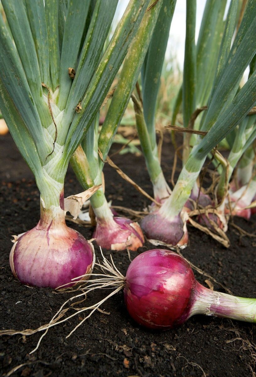 Scarlet Bandit Bunching Onion: 250 Seeds