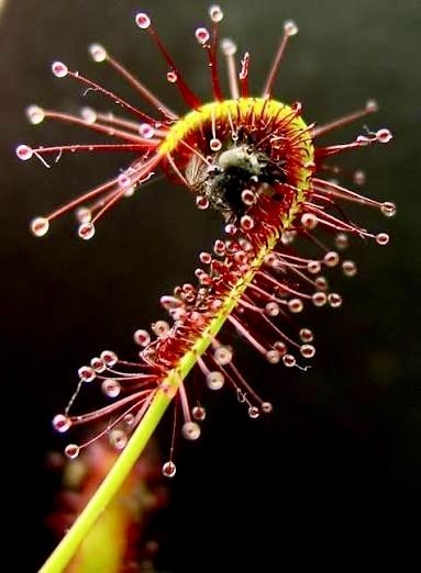 250+ Seeds Drosera Capensis ‘Typical’ Cape Sundew Carnivorous Plant Pink Flower