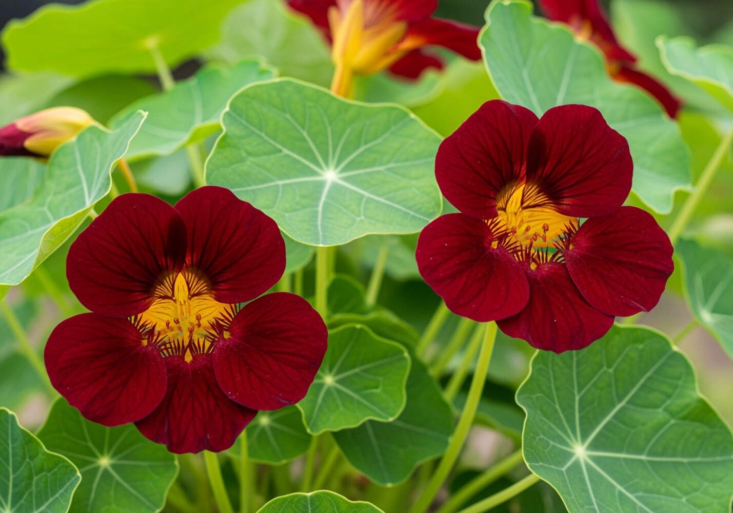 20 BLACK VELVET NASTURTIUM Tropaeolum Majus Dark Maroon Red Hummingbird Flower S