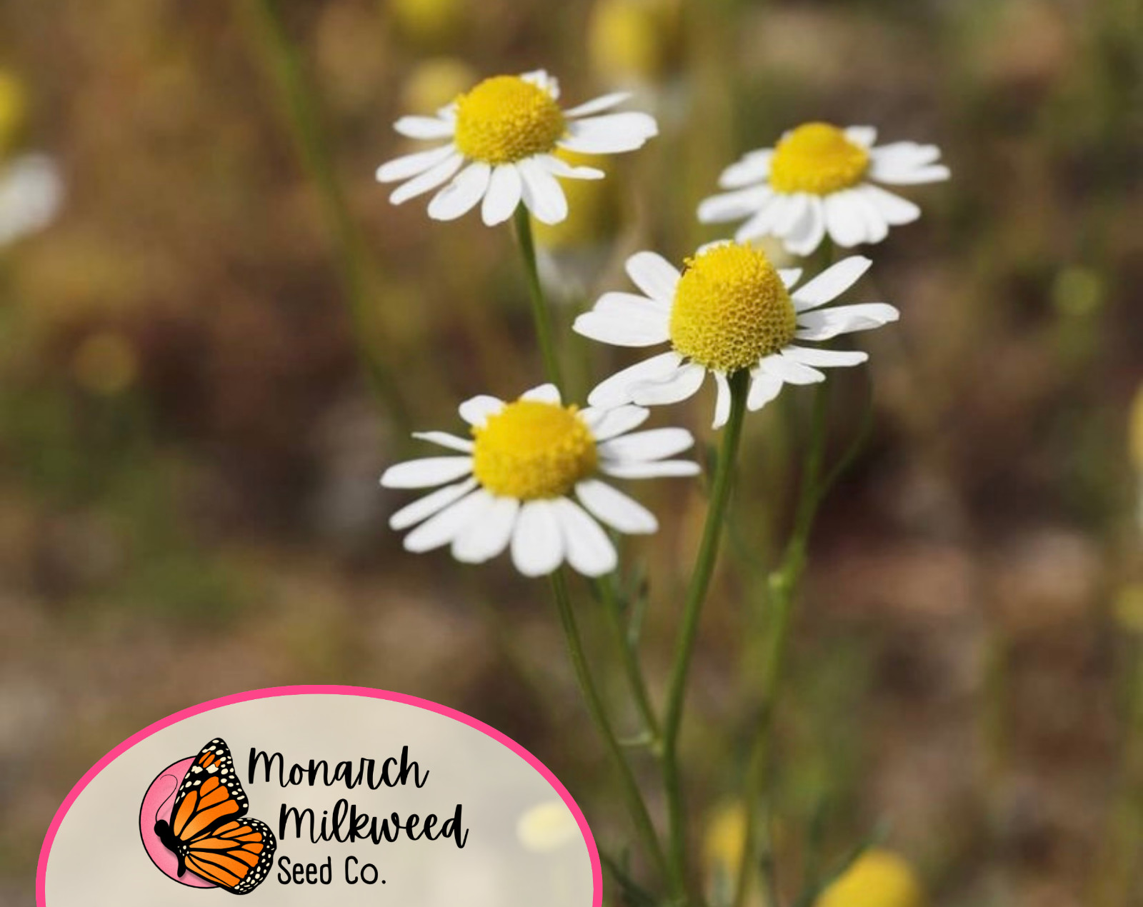 19400+ German Chamomile Seeds | Heirloom, Non-GMO, Flower Gardening, Herb Seed