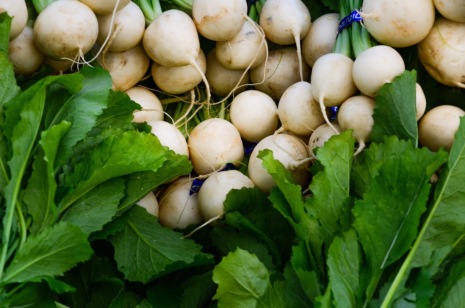 500 Hailstone WHITE GLOBE RADISH Raphanus Sativus Vegetable Seeds