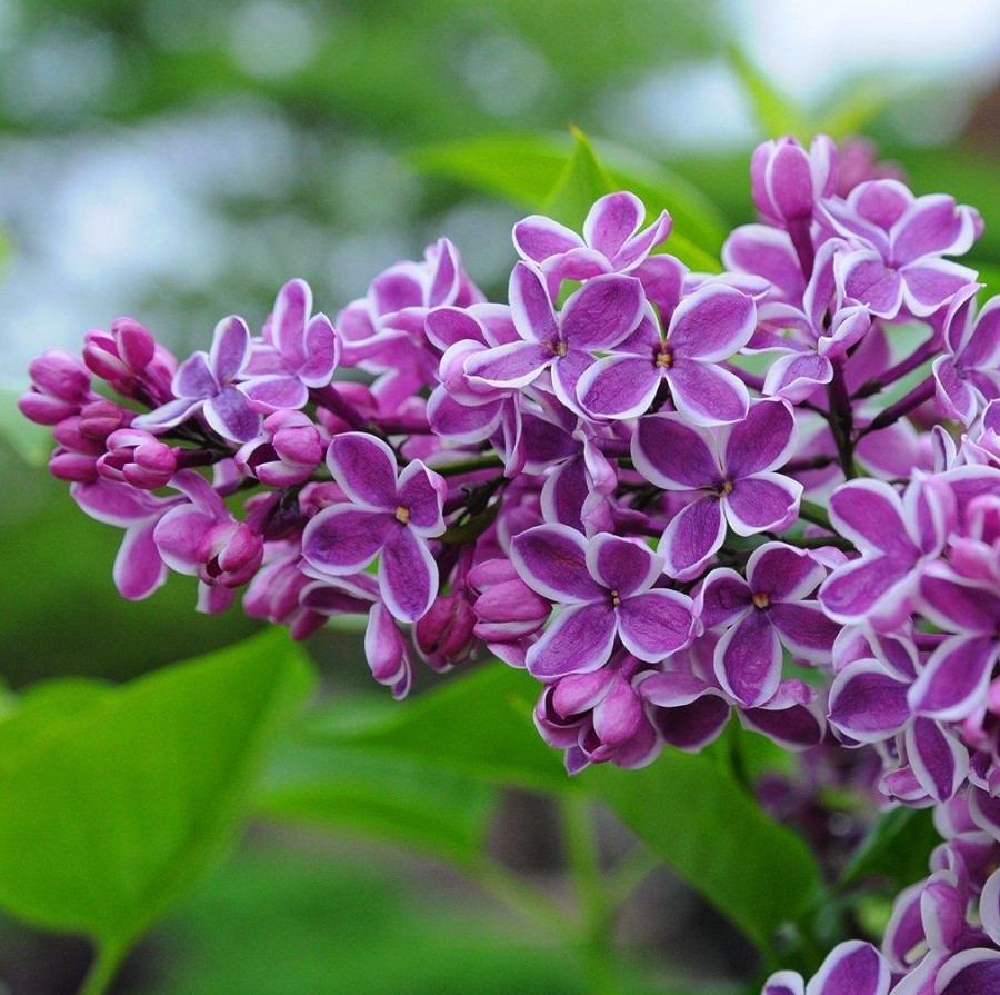 Common Lilac Live Tree – 6-12″ Tall – 4″ Pot – Fragrance Bush – Zones 3-7 Hardy
