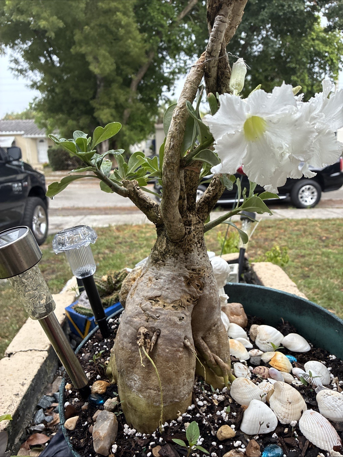 Beautiful White Adenium With Massive Caudex 12+ Years Plant