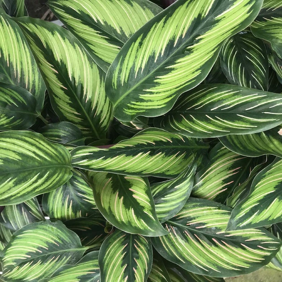 Calatheas Star Beauty Peacocks Very Easy Grow Tropical Indoors Live Plant 4″ Pot