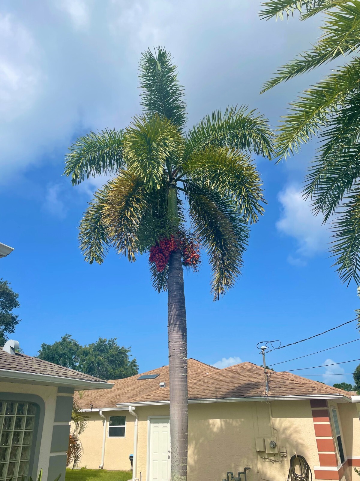 Foxtail Palm Tree Wodyetia bifurcata live seedling tropical ornamental plants!