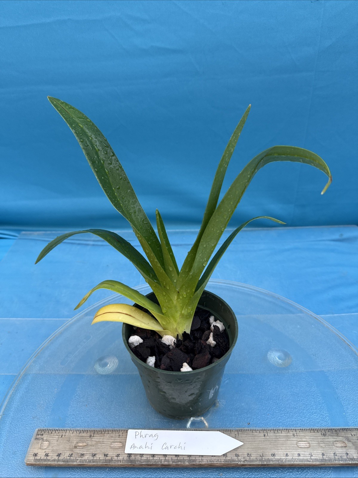 Phragmipedium Anahi Carchi Pink White Green Orchid Hybrid Tall Spikes 4” Pot