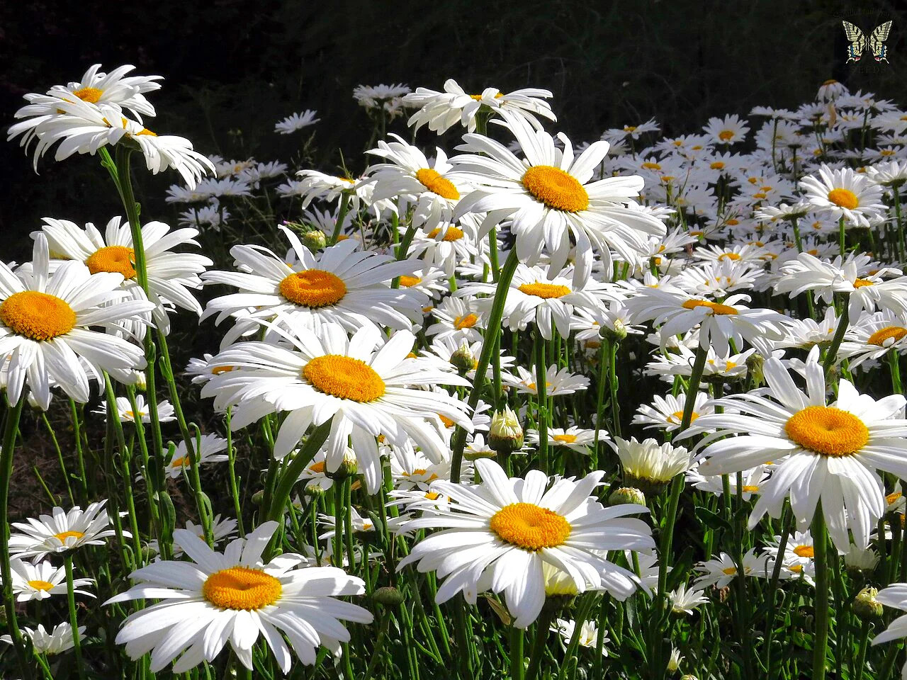 Shasta Daisy Seeds | Classic White Daisies Wildflower Perennial Flower Seed 2025