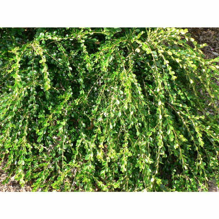 Unraveled Weeping Boxwood ( Buxus ) – Live Plant – ( 1 QT )