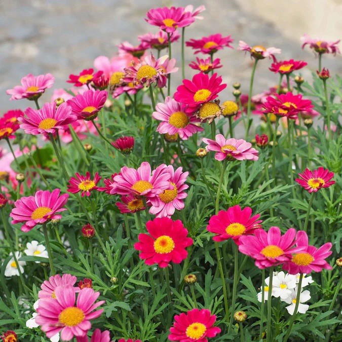 Painted, Daisy Seeds (Chrysanthemum carinatum)- 200 Seeds – Perennial Flowers US