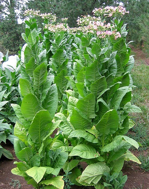 1000 African Red Tobacco Seeds ~ Bright Leaf Nicotiana Tabacum ~ High Nic!