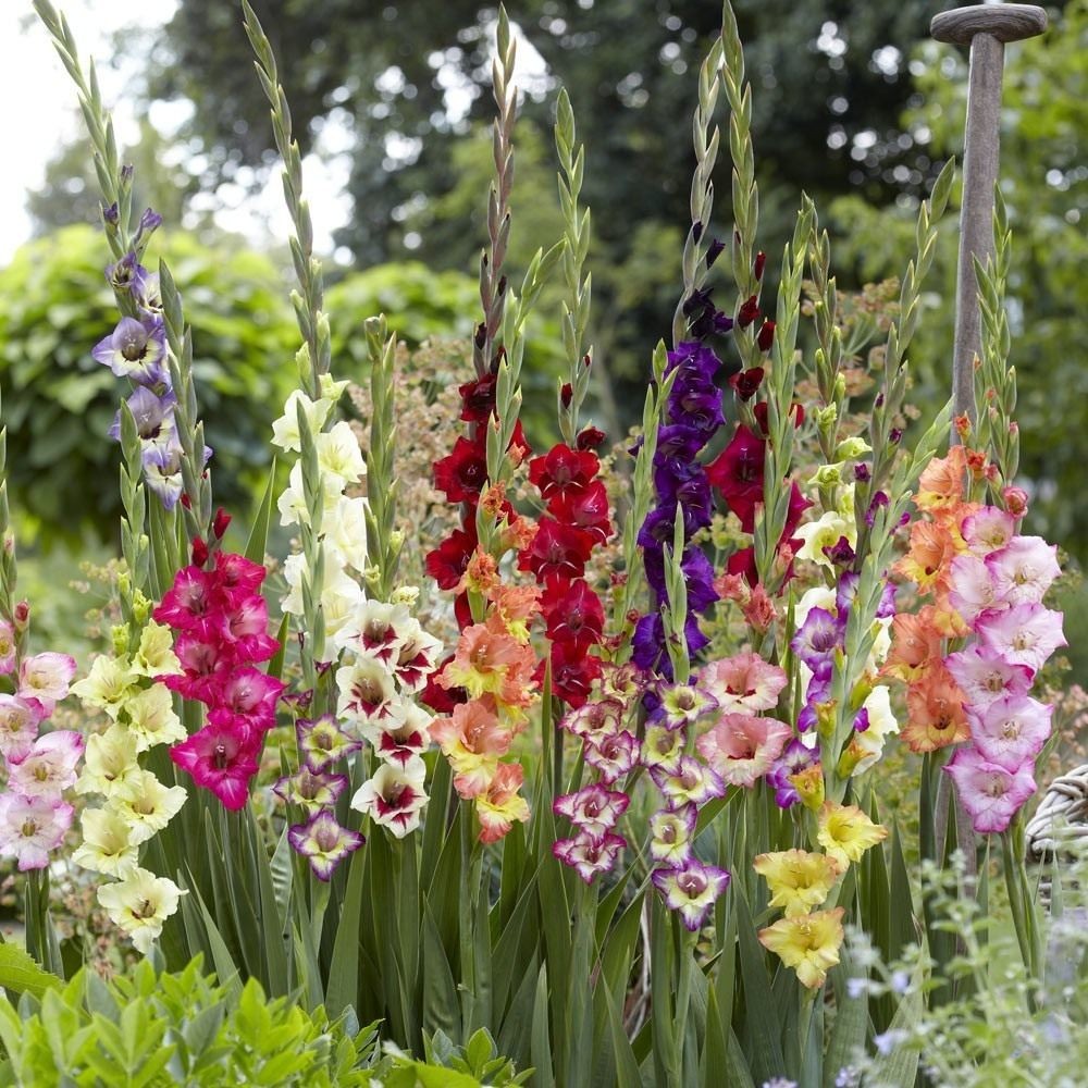 15 Giant Gladiolus Mixed color Collection Bulbs/Corms **Spring Planting