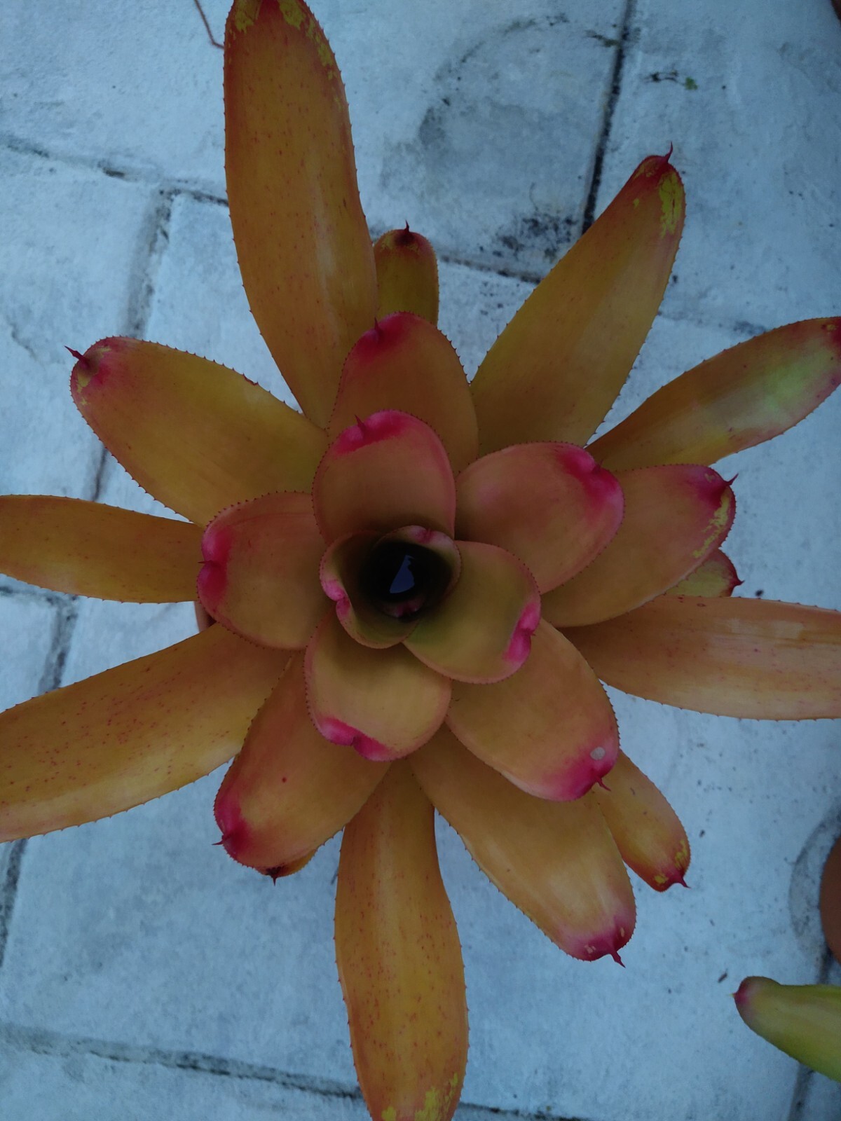 Neoregelia MANDARINA Bromeliad one tropical plant *MEDIUM*