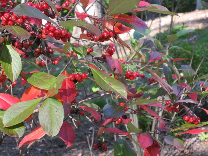 Red Chokeberry, Aronia arbutifolia Brilliantissima, Shrub Seeds (Fall Color)