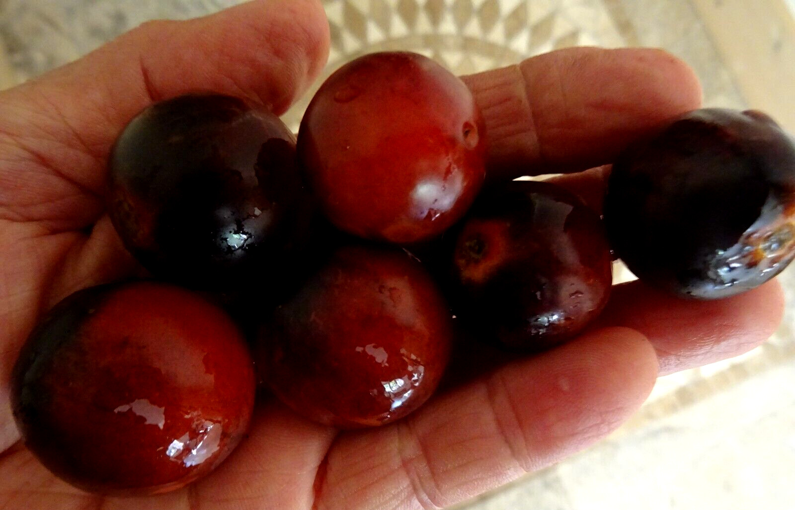 Indigo Rose Cherry Tomato 25 Seeds Non-GMO Organic Grown in 2024 Delicious