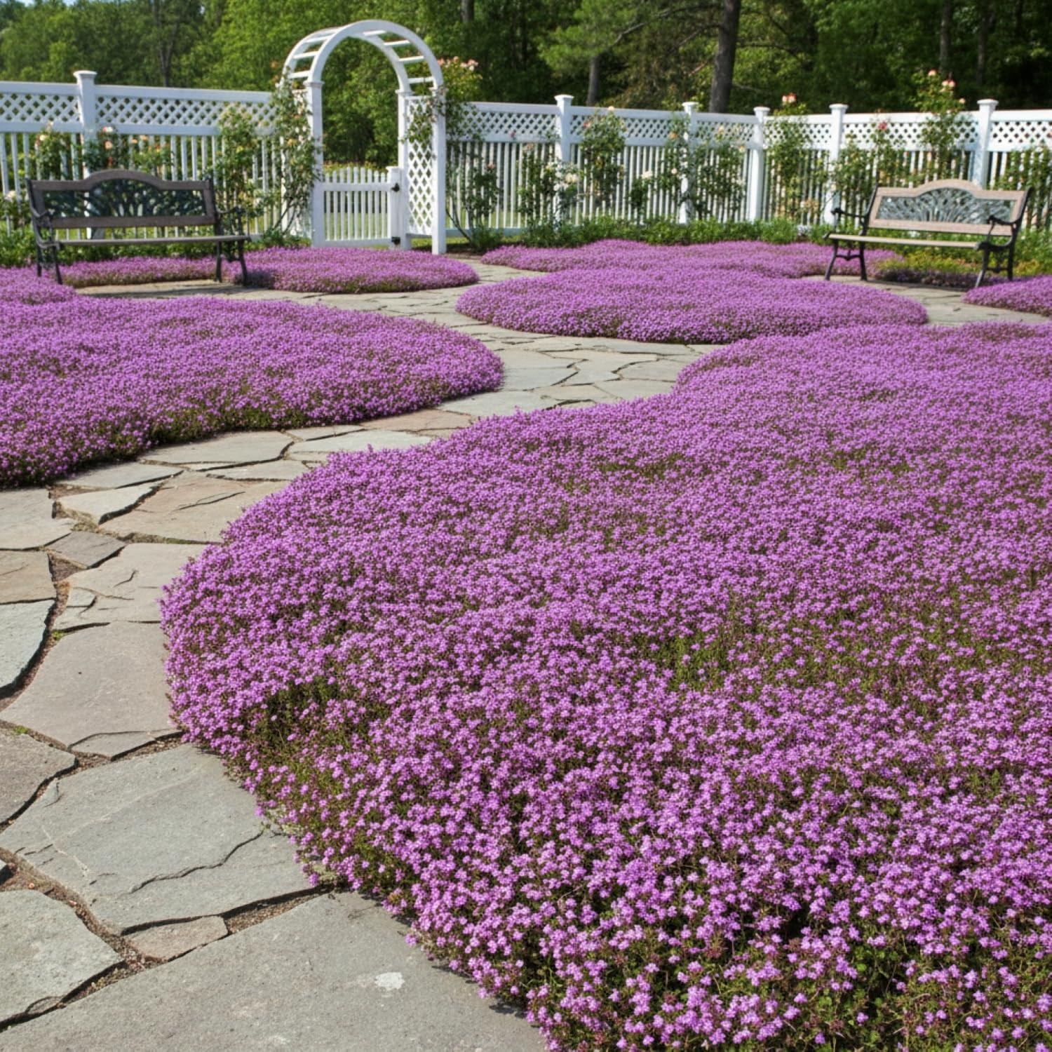 20,000+ Creeping Thyme Seeds Ground Cover, Non-GMO Perennial Flower Seeds, Ha…