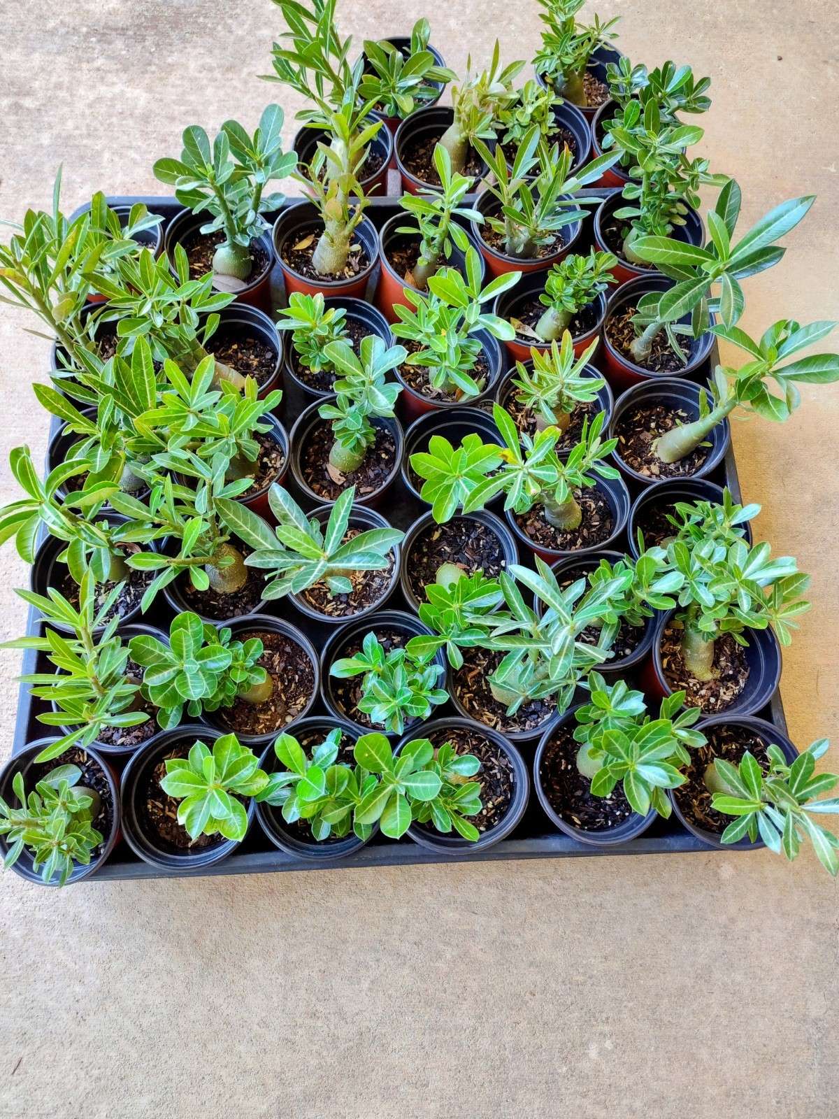 Desert Rose Plants (4)