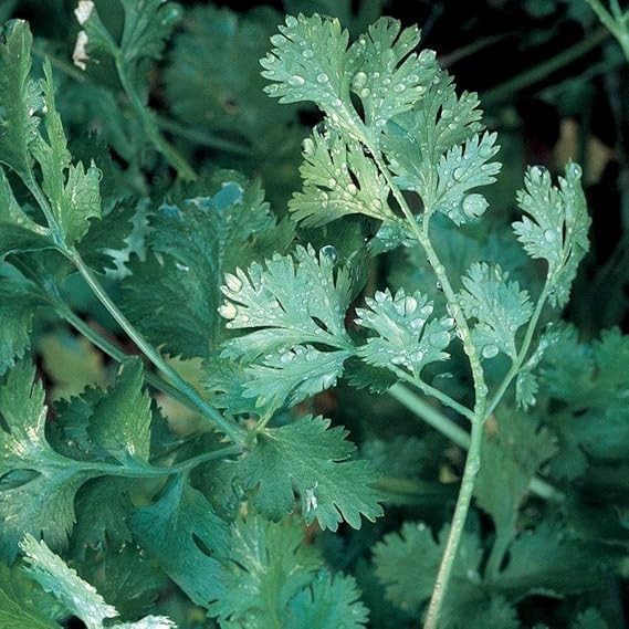 Cilantro/Coriander Seeds, NON-GMO FREE SHIPPING!