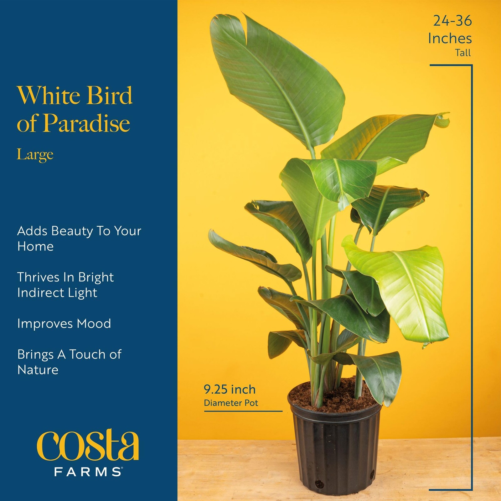 White Bird of Paradise, Large Live Indoor Plant, 2-3 Feet Tall Houseplant in …