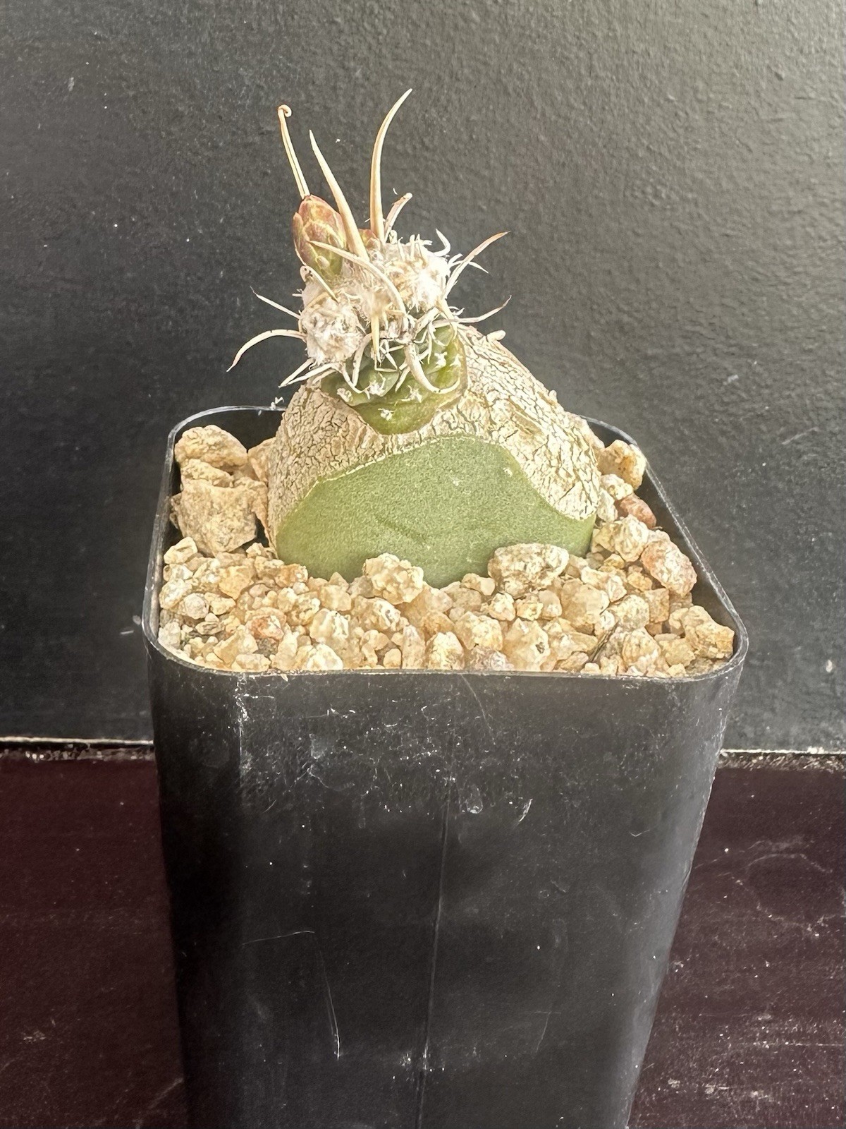 Pediocactus Navajoa Peeblesiana Menzelii RP117 Very Rare Cactus Plant Grafted