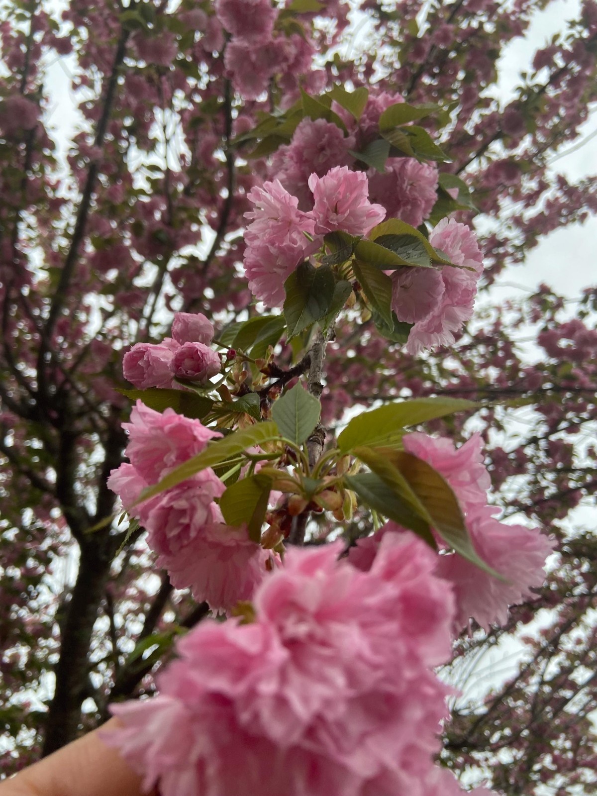 Cherry Kwanzan Tree 2.5” in Pot 6-14″ Height
