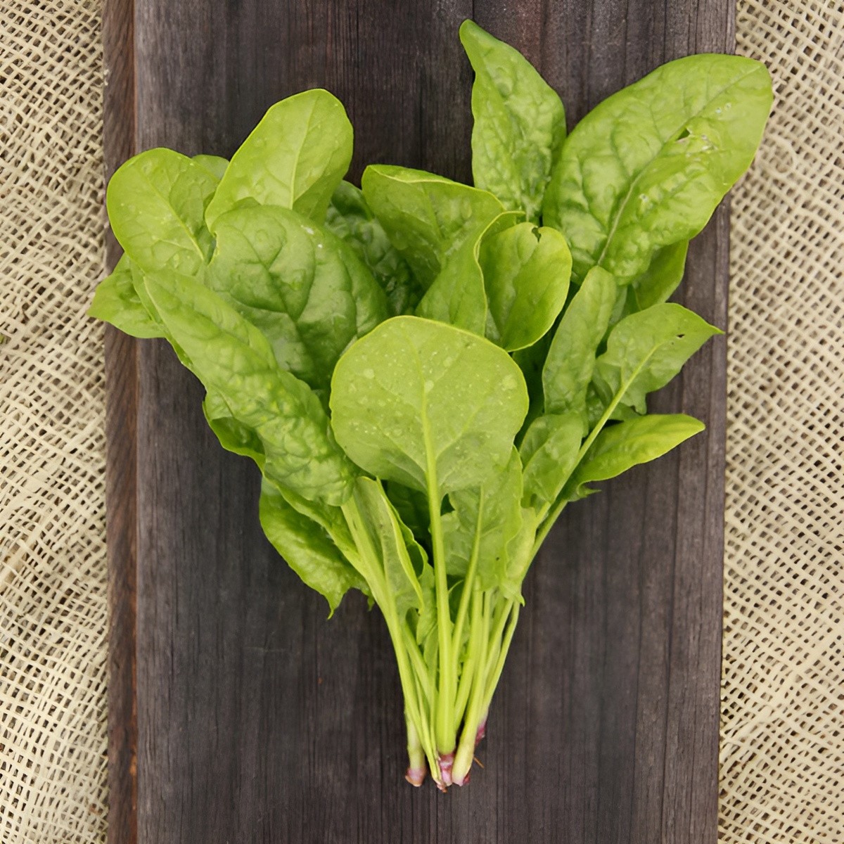 200 Heirloom Bloomsdale Spinach Seeds Fast Growing NonGMO Winter Garden Classic