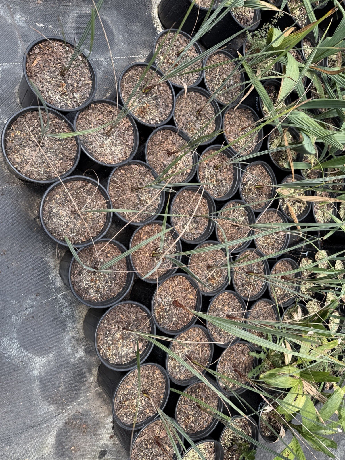 Brahea armata (Mexican Blue Fan Palm) – 1 Gallon – Rare Blue Palm – Cold Hardy
