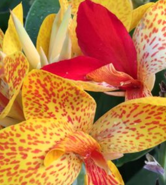 BULK 24+ Canna Rooted Rhizomes bulbs Variety Pack Red Yellow Orange Mixed Lot