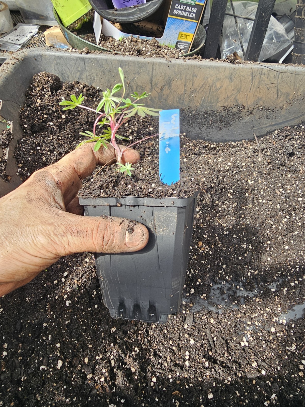 2-pack Medium WILD LUPINE BUSH purple flower in 4″ pots