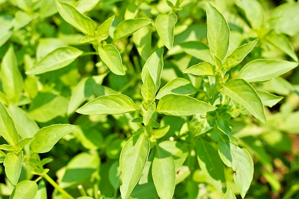 250 LEMON BASIL SEEDS | SALE FREE SHIPPING NON GMO