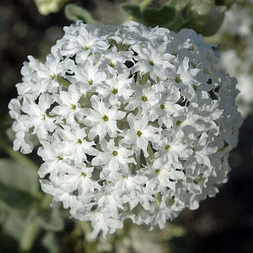 Abronia fragrans | Snowball Sand Verbena | 10 Seeds