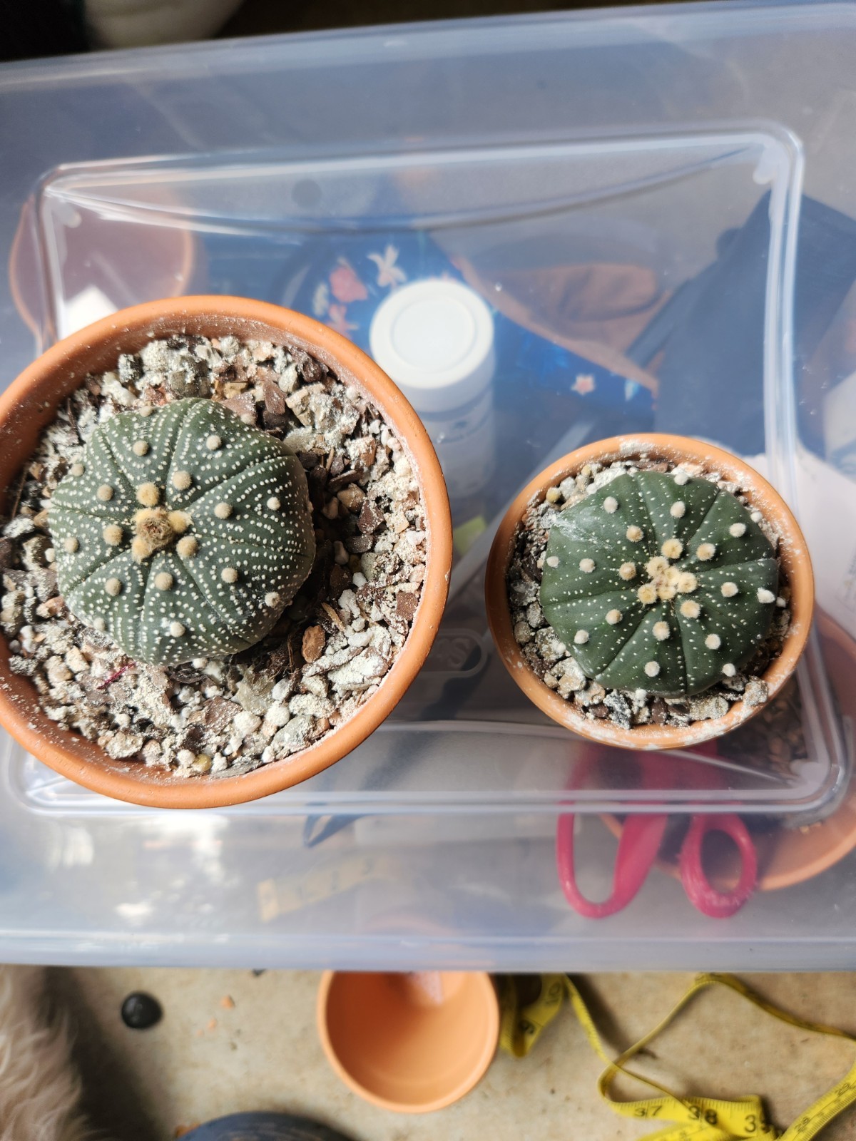 2 Astrophytum Asterias Sand Dollar Cacti