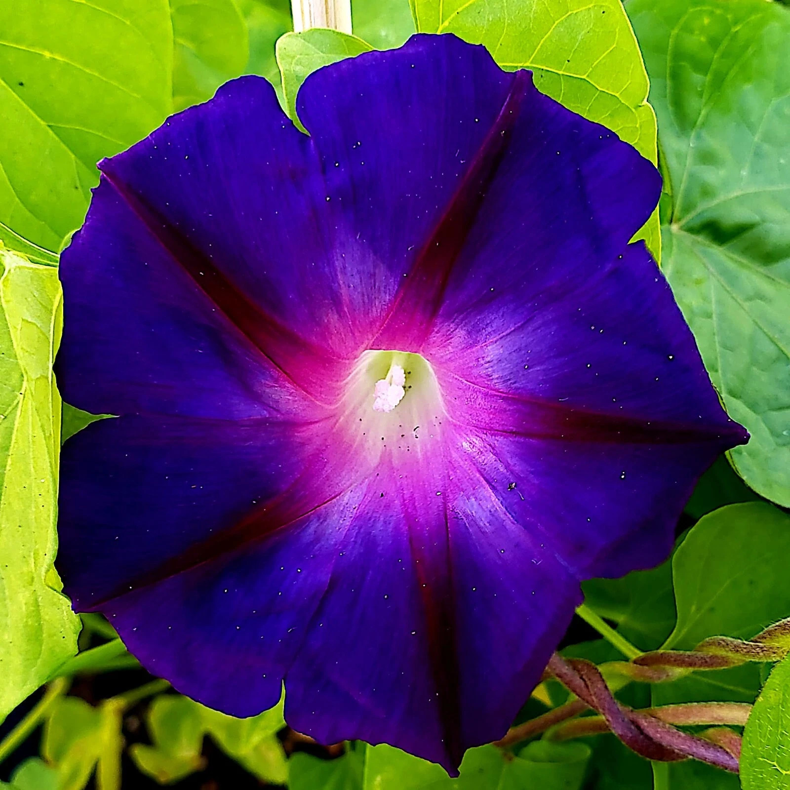 25+ PURPLE MORNING GLORY FLOWER VINE SEEDS “Grandpa Ott” HEIRLOOM~FREE SHIPPING