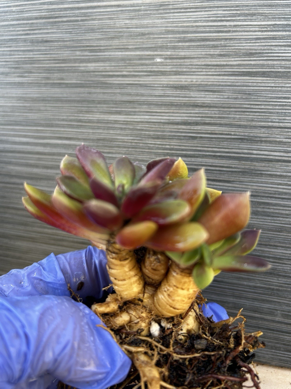 Caudex Anacampseros Rufescens “Sand Rose ” Sicculent Free Shipping