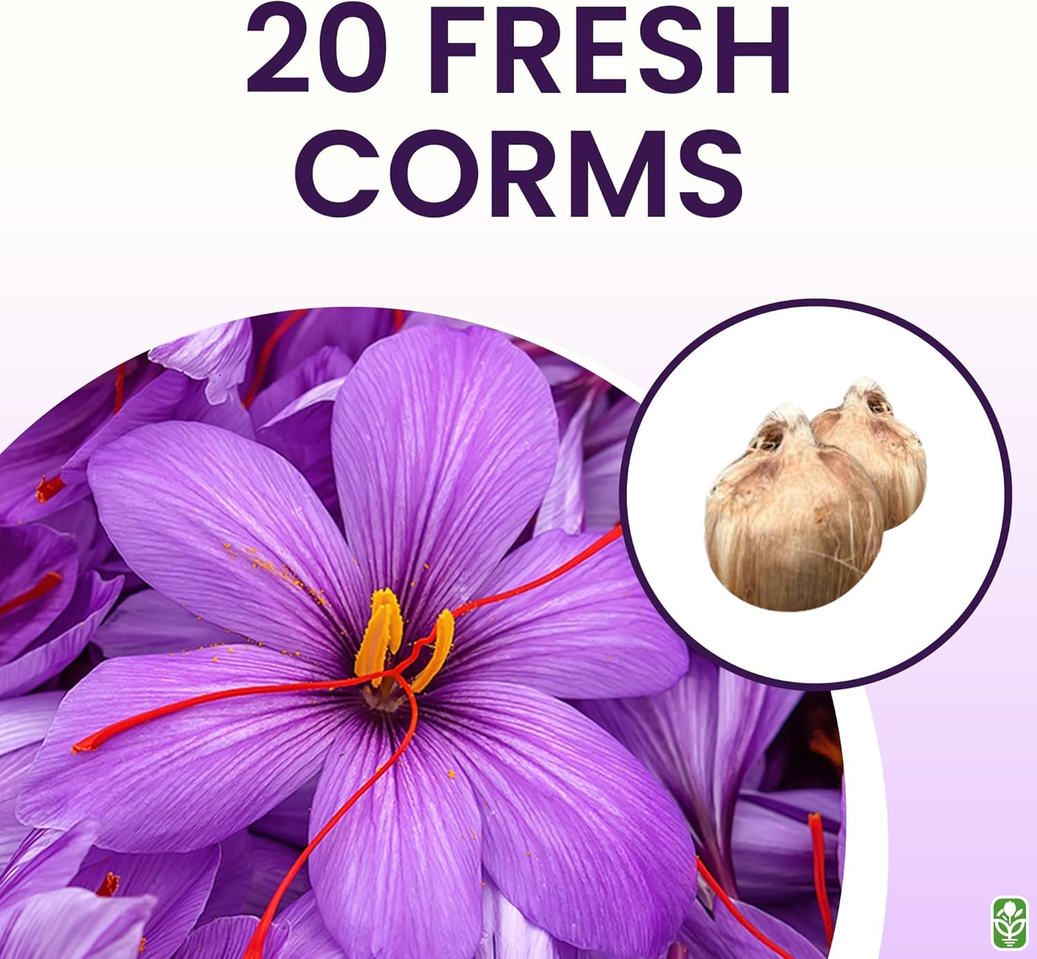 20 Large Saffron Crocus Sativus Corms for Planting – Premium Saffron Crocus B…