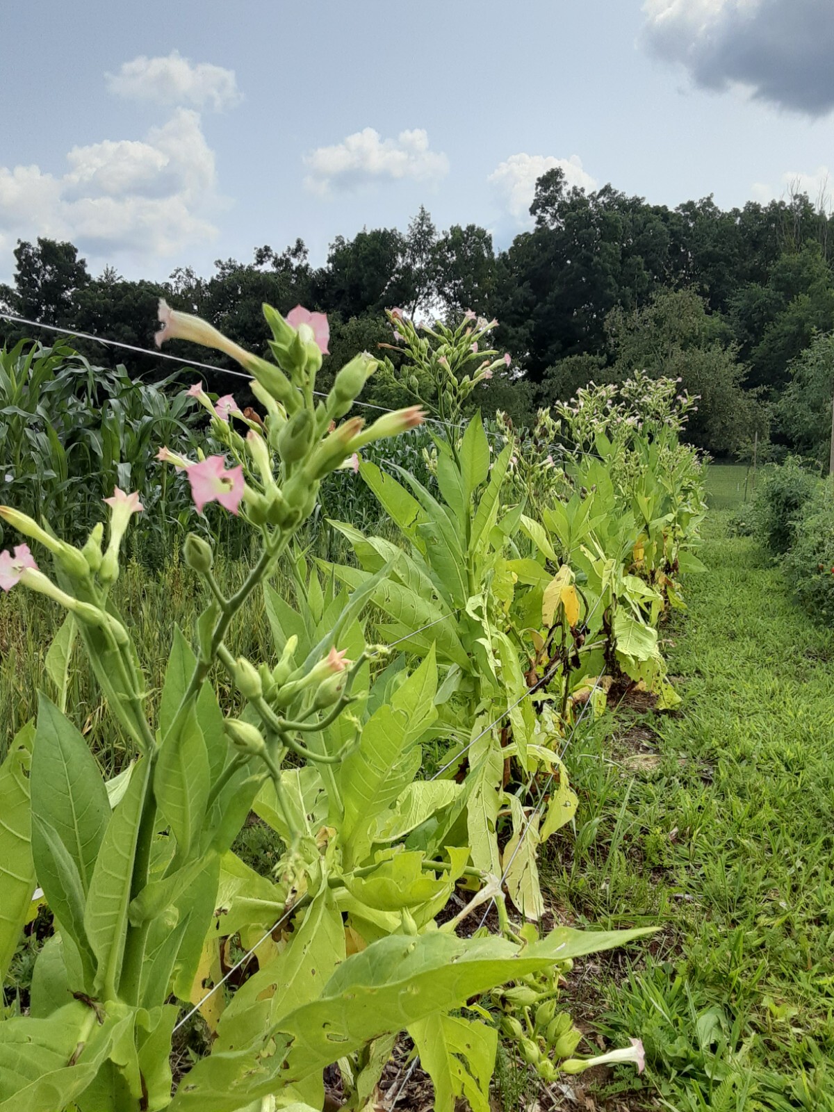 1000 “Great Lakes Gold” Tobacco Seeds FROM MICHIGAN! Organic, Heirloom, non-GMO