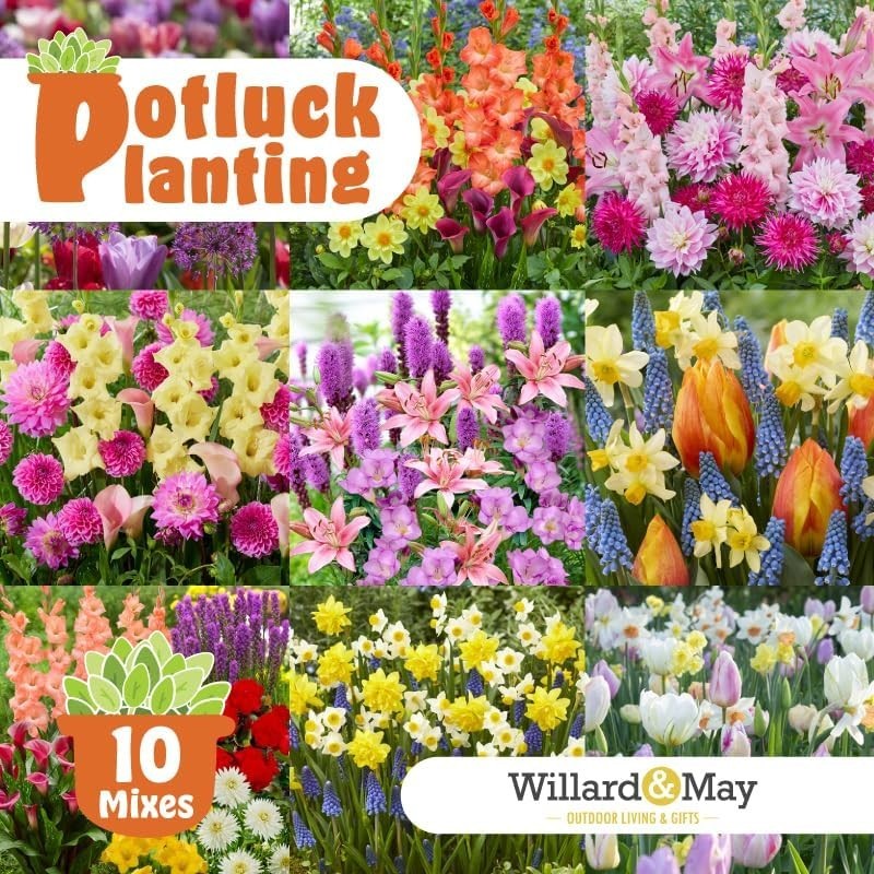 Vibrant Garden Mix – Easy-to-Plant Flowers – Fragrant Blooms