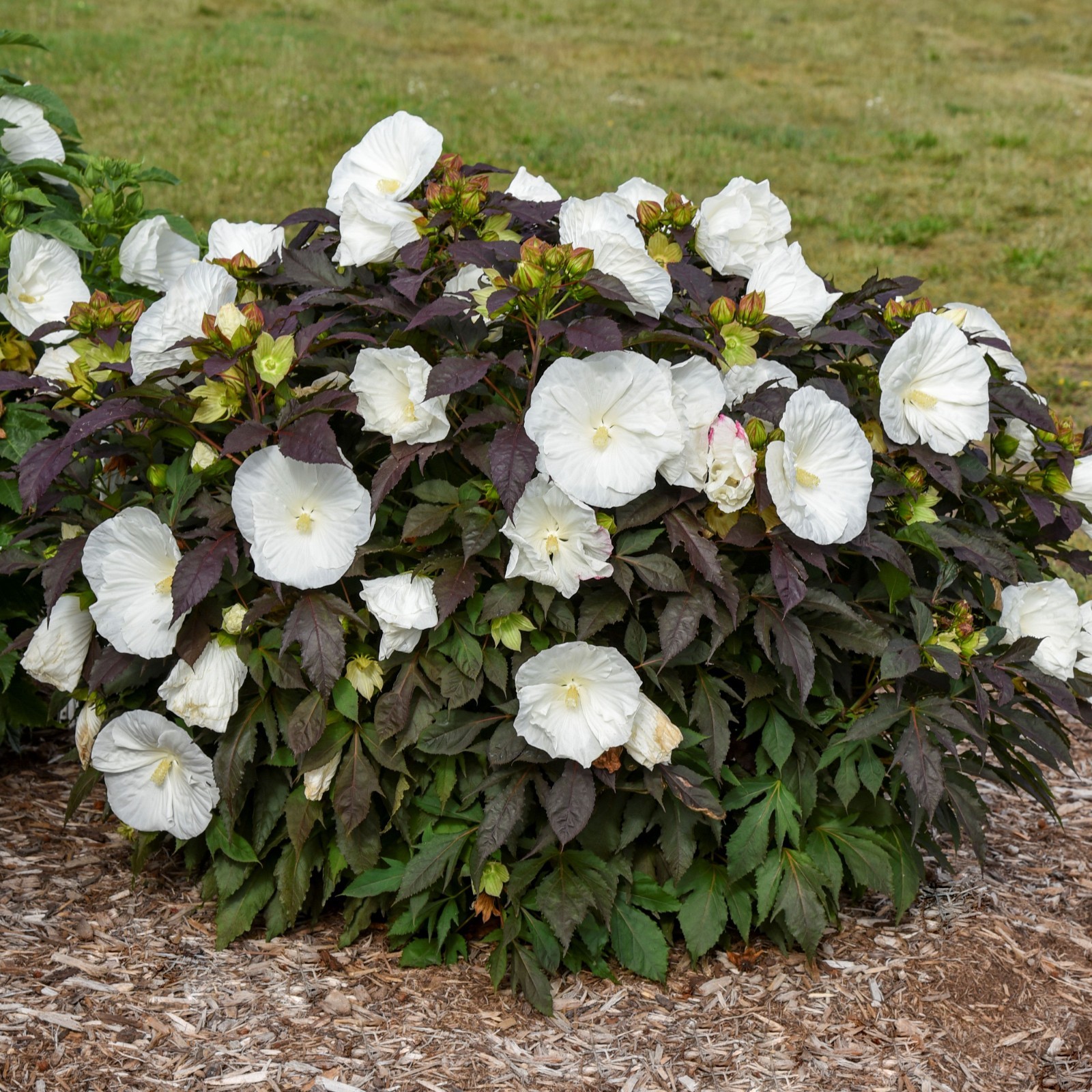 bush hibiscus COOKIES & CREAM hardy perennial 2.5″ pot = 1 Live Potted Plant
