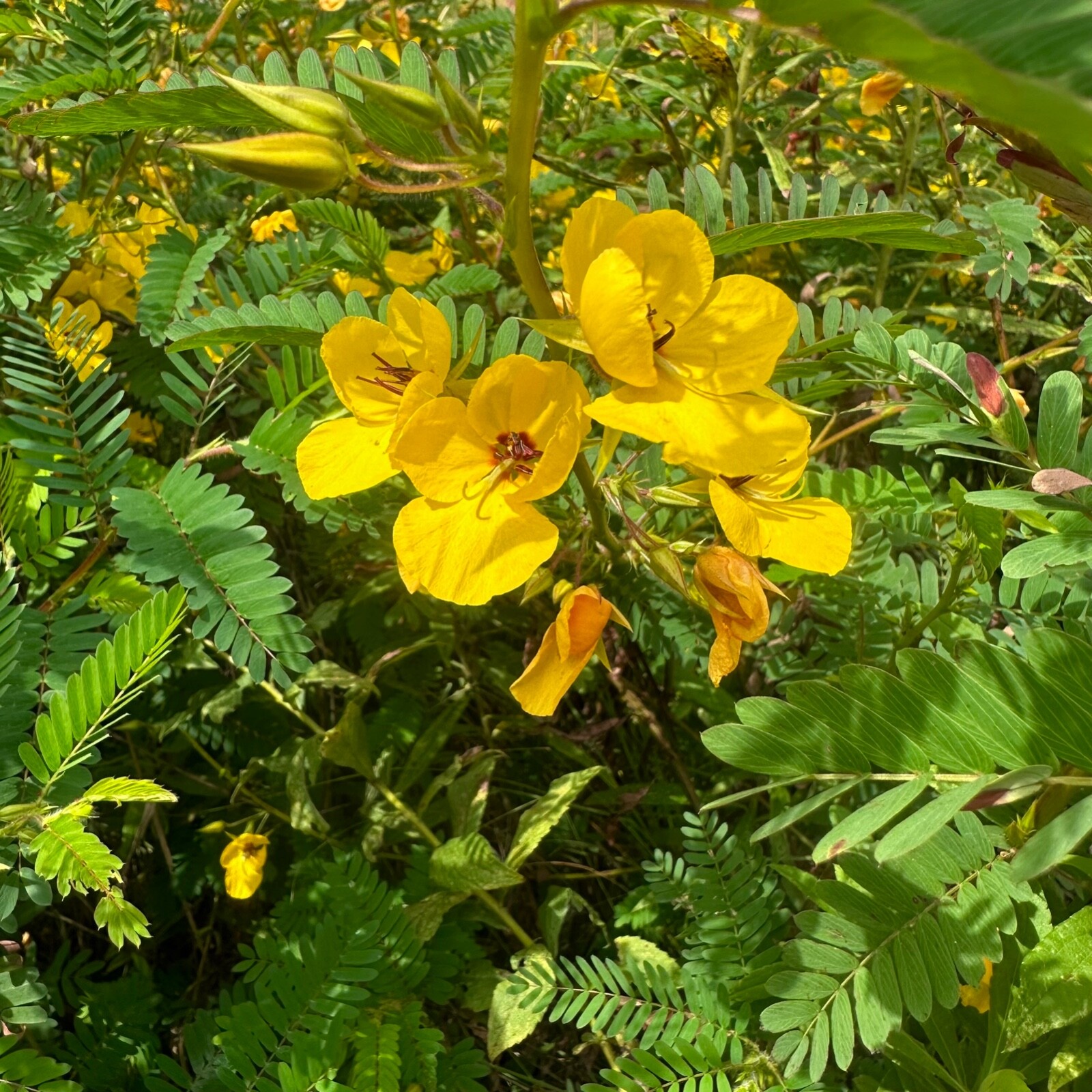 Chamaecrista fasciculata – Partridge Pea – 100+ Seeds
